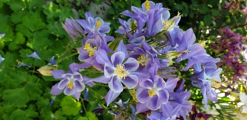  - 1M album 2021 gradina mama