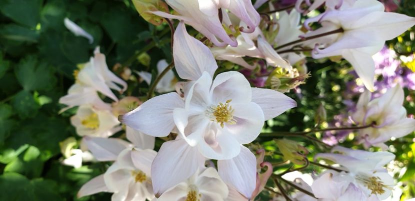  - 1M album 2021 gradina mama