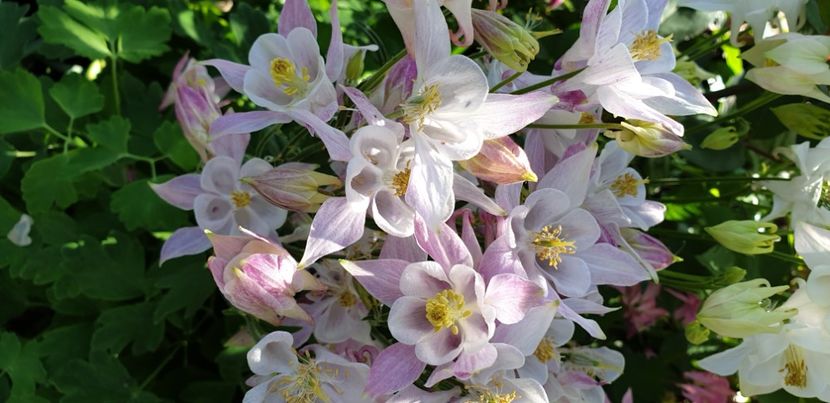  - 1M album 2021 gradina mama