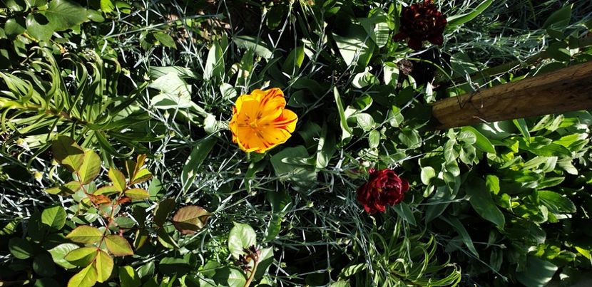  - 1M album 2021 gradina mama