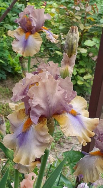  - IRIȘI 2024 - 2 _ 2025