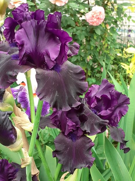  - IRIȘI 2024 - 2 _ 2025