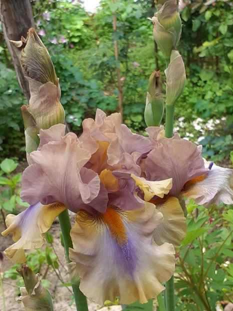  - IRIȘI 2024 - 2 _ 2025