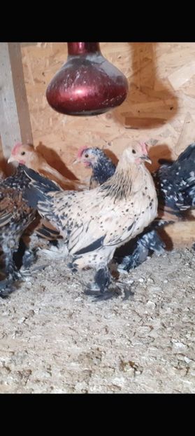  - De vanzare gainuse mi de flori