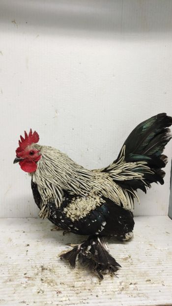  - De vanzare gainuse mi de flori