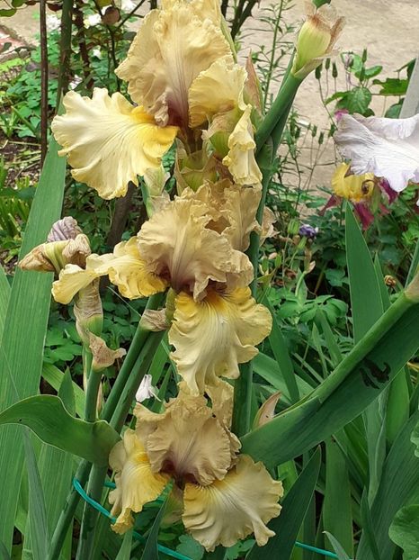  - IRIȘI 2024 - 2 _ 2025