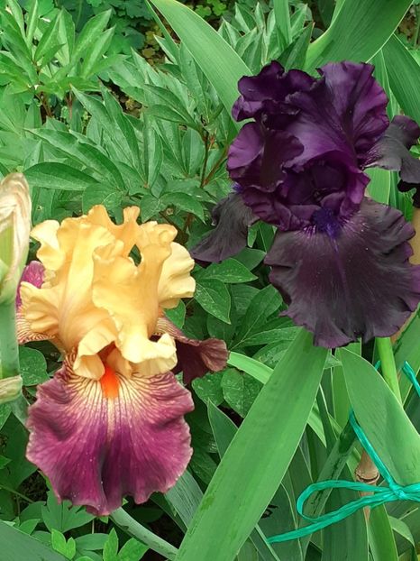  - IRIȘI 2024 - 2 _ 2025