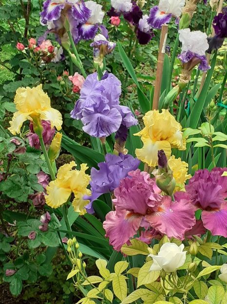  - IRIȘI 2024 - 2 _ 2025