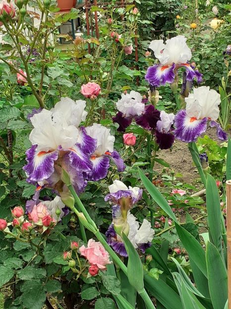  - IRIȘI 2024 - 2 _ 2025