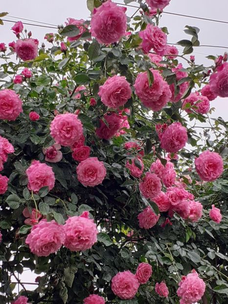  - Heillige Elisabeth 2024 _ 2025