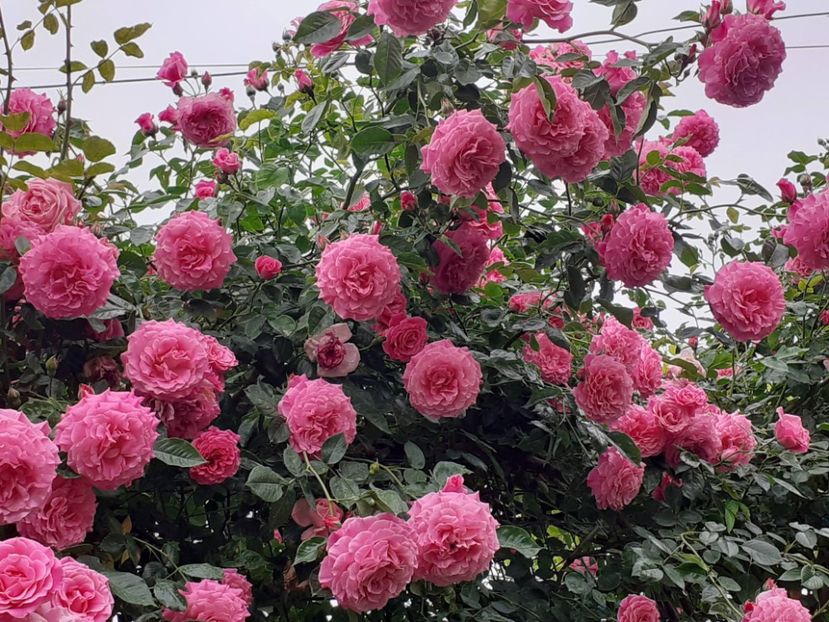  - Heillige Elisabeth 2024 _ 2025