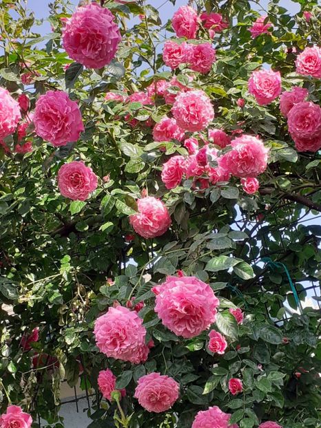  - Heillige Elisabeth 2024 _ 2025