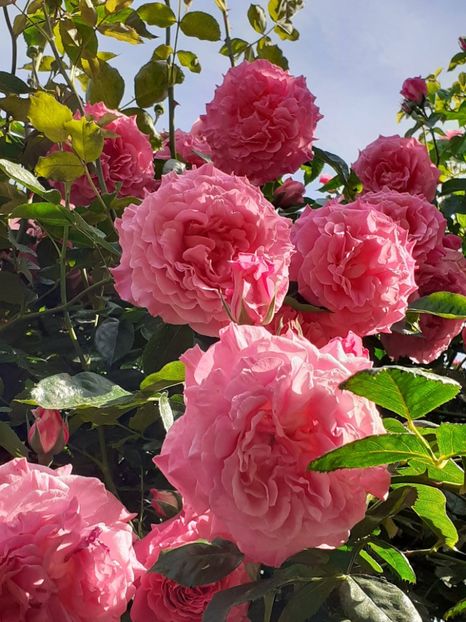  - Heillige Elisabeth 2024 _ 2025