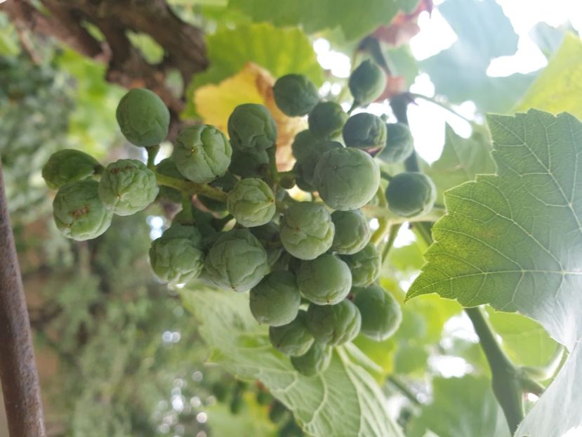  - Gradina tara 2022