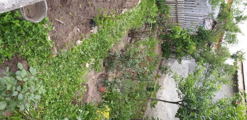  - Gradina tara 2022
