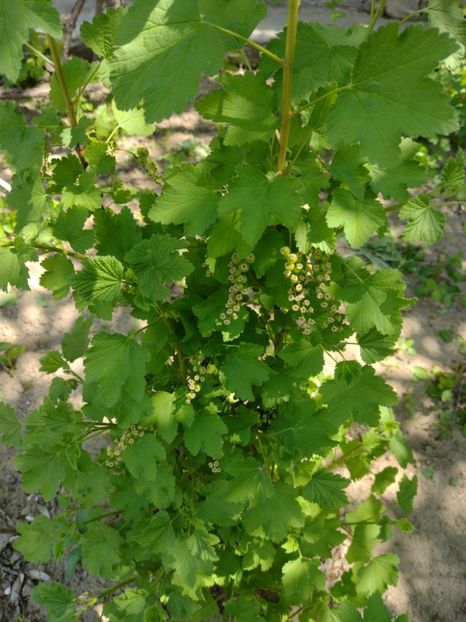 IMG-20220427-WA0006 - Gradina tara 2022