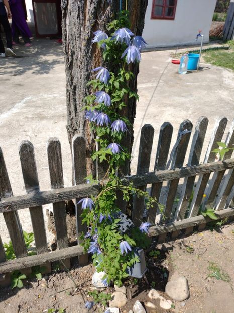 IMG-20220427-WA0004 - Gradina tara 2022