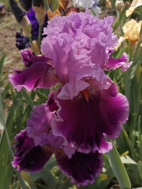  - 2024- Iriși înalți