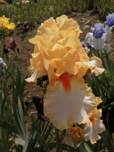  - 2024- Iriși înalți