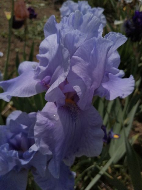  - 2024- Iriși înalți