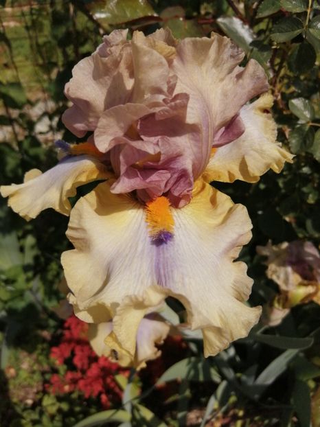  - 2024- Iriși înalți