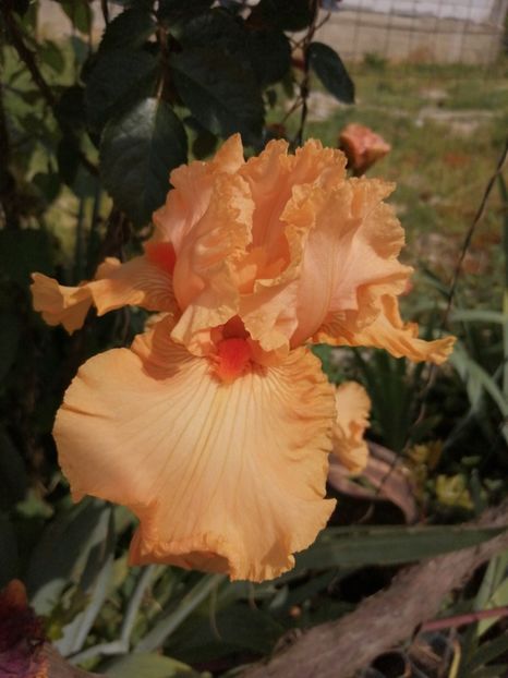  - 2024- Iriși înalți