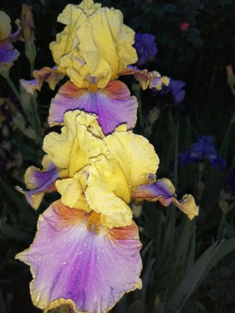  - 2024- Iriși înalți