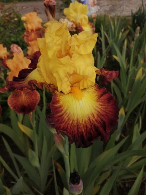  - 2024- Iriși înalți