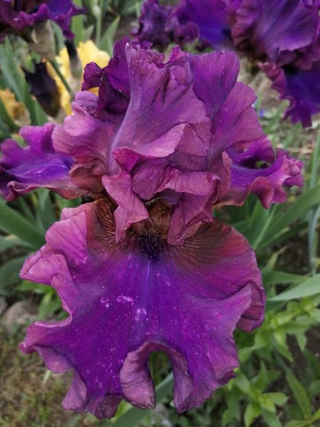  - 2024- Iriși înalți