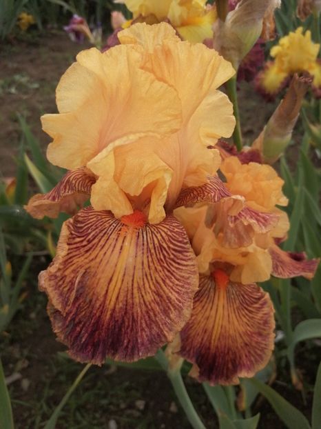  - 2024- Iriși înalți