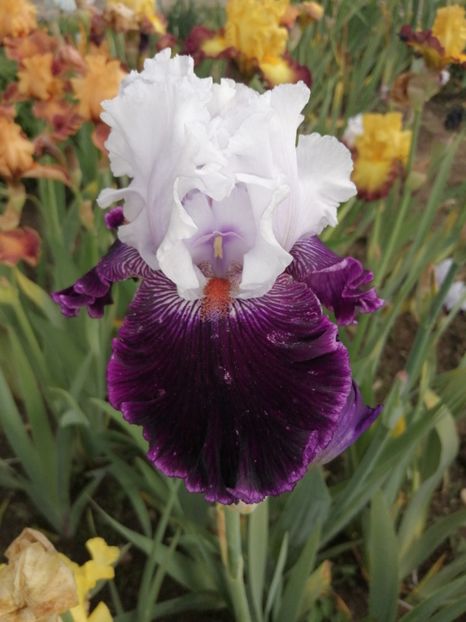  - 2024- Iriși înalți