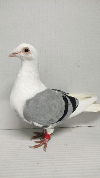  - De vanzare voiajori pui 2015
