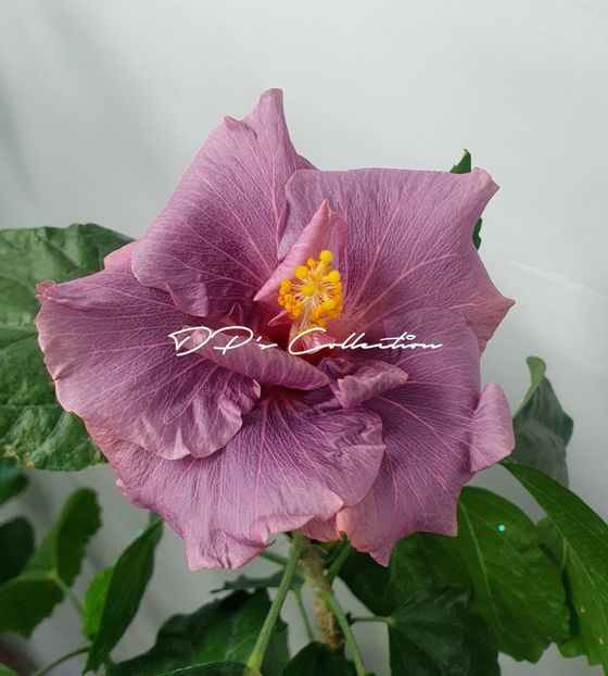  - DPs Purple Wave