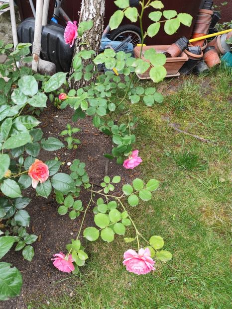  - Princess Alexandra of Kent