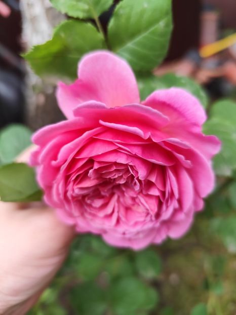  - Princess Alexandra of Kent