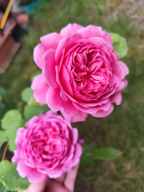  - Princess Alexandra of Kent