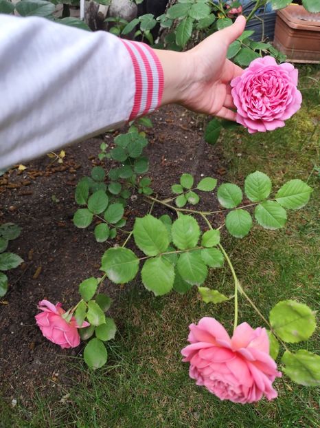  - Princess Alexandra of Kent