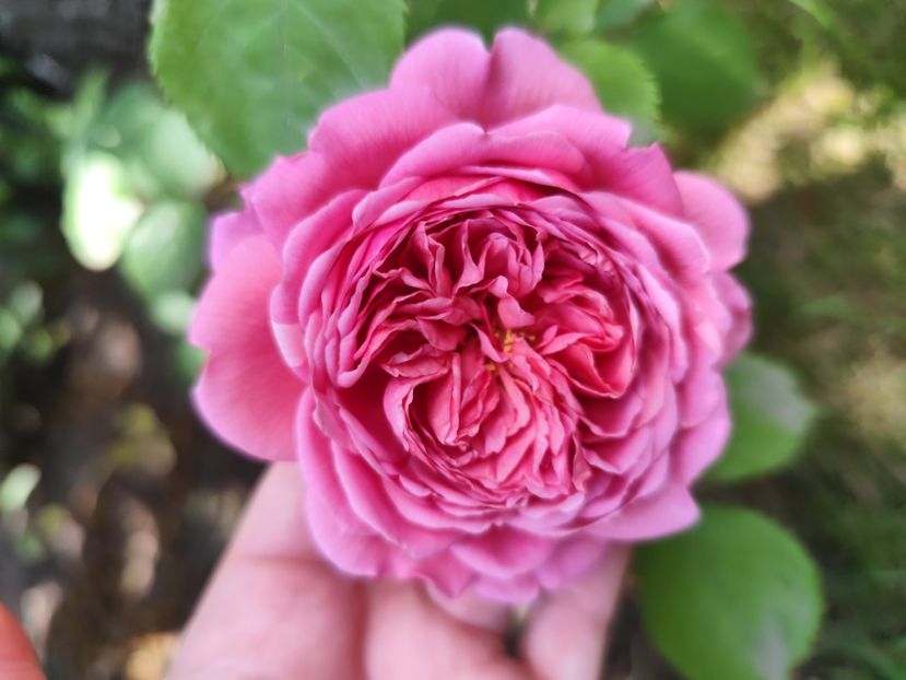  - Princess Alexandra of Kent