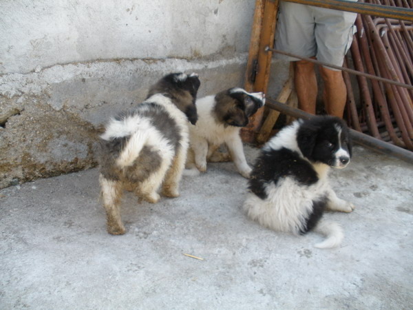 Z-Saras Puppis-Picture 1781 - My dogs