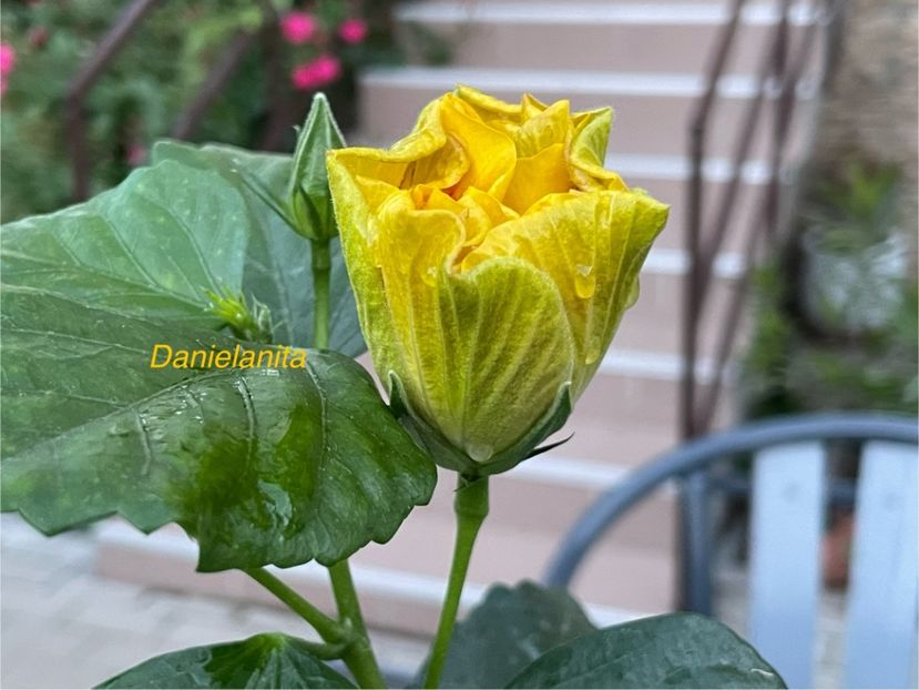  - Chi s garden Forest Rhapsody