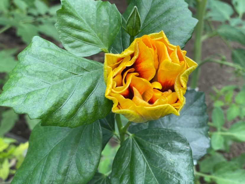  - Chi s garden Forest Rhapsody