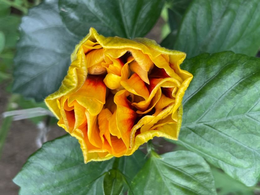  - Chi s garden Forest Rhapsody