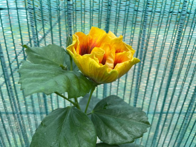  - Chi s garden Forest Rhapsody