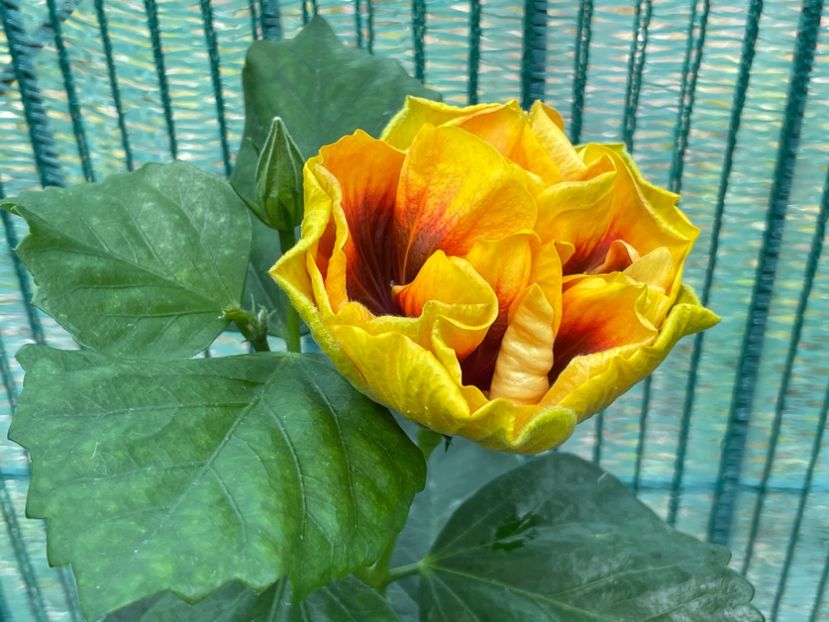  - Chi s garden Forest Rhapsody