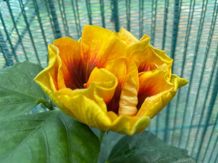  - Chi s garden Forest Rhapsody