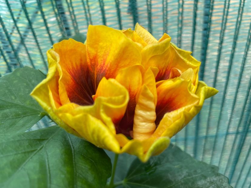  - Chi s garden Forest Rhapsody