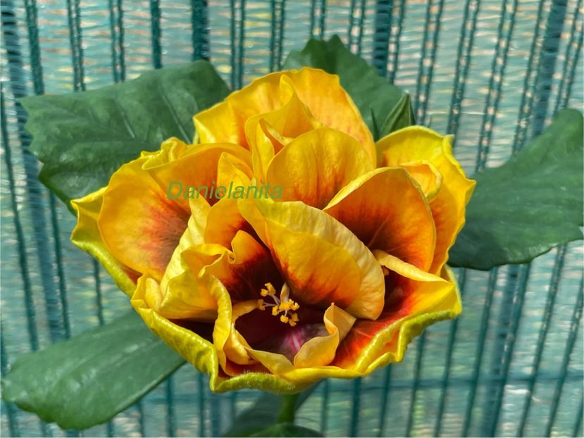  - Chi s garden Forest Rhapsody