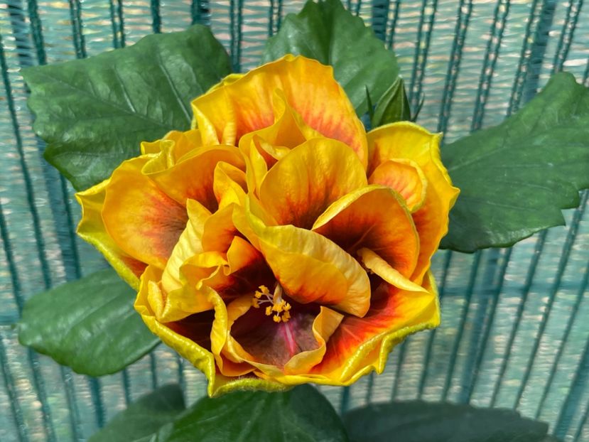  - Chi s garden Forest Rhapsody