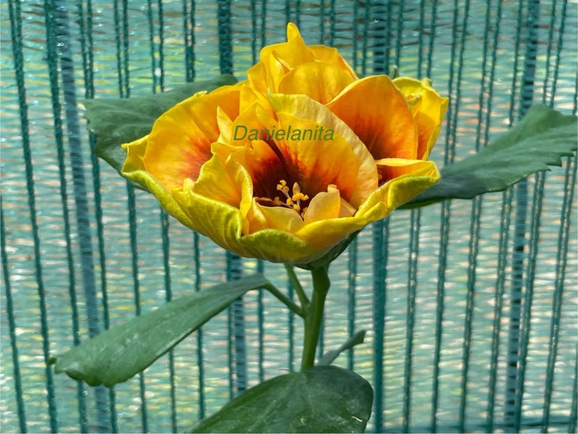  - Chi s garden Forest Rhapsody