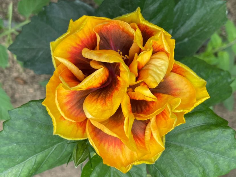  - Chi s garden Forest Rhapsody